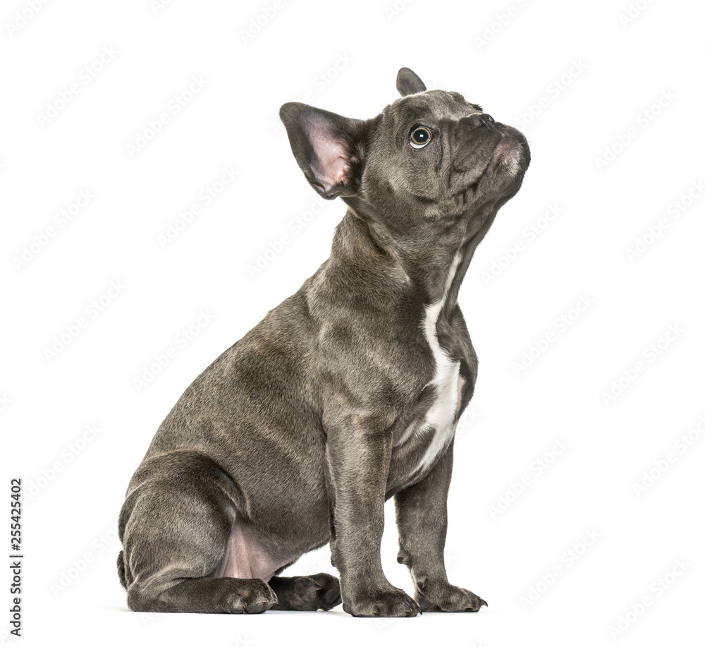 French Bulldog, 3 months old, sitting in front of white backgrou