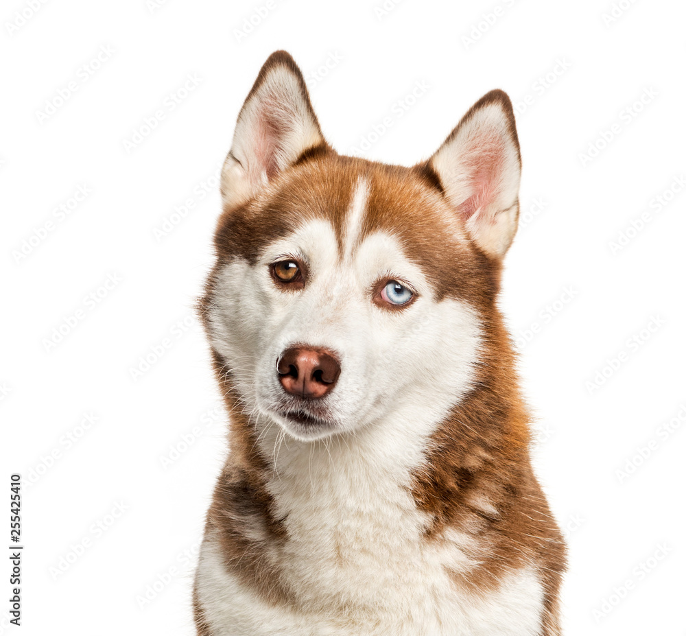 Siberian Husky in front of white background Siberian Husky in front of white background