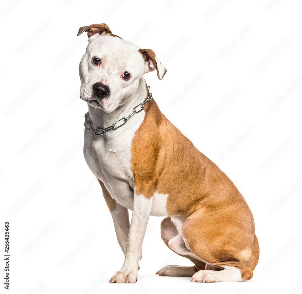 American Staffordshire Terrier sitting in front of white backgro