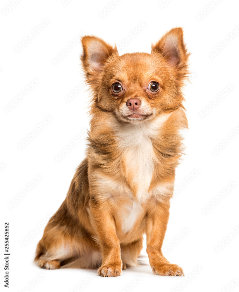 Chihuahua sitting in front of white background Chihuahua sitting in front of white background