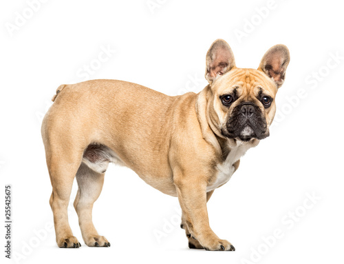 French Bulldog in front of white background