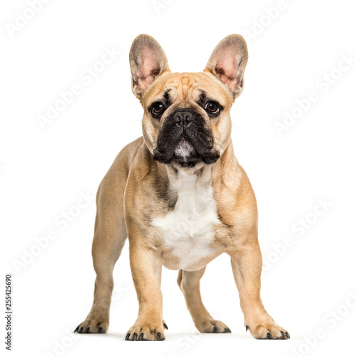 French Bulldog, 6 months old, in front of white background