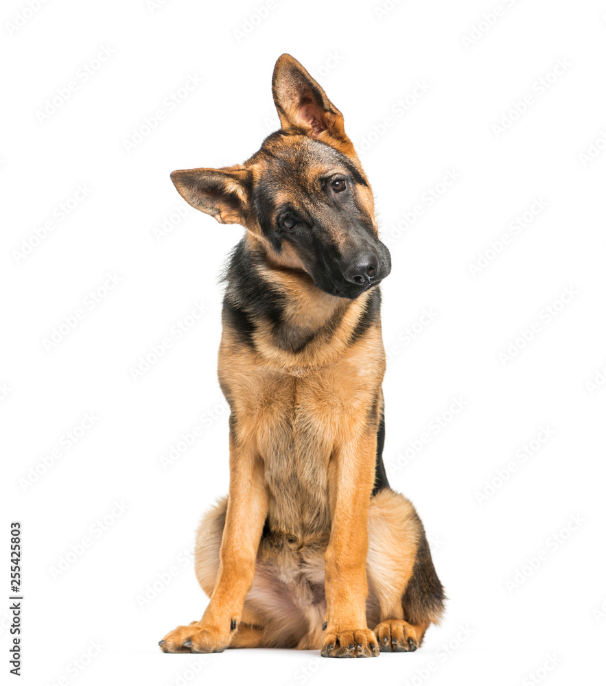 German Shepherd, 6 months old, sitting in front of white backgro German Shepherd, 6 months old, sitting in front of white backgro