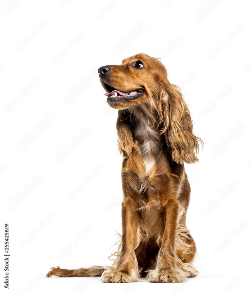 English Cocker Spaniel sitting in front of white background