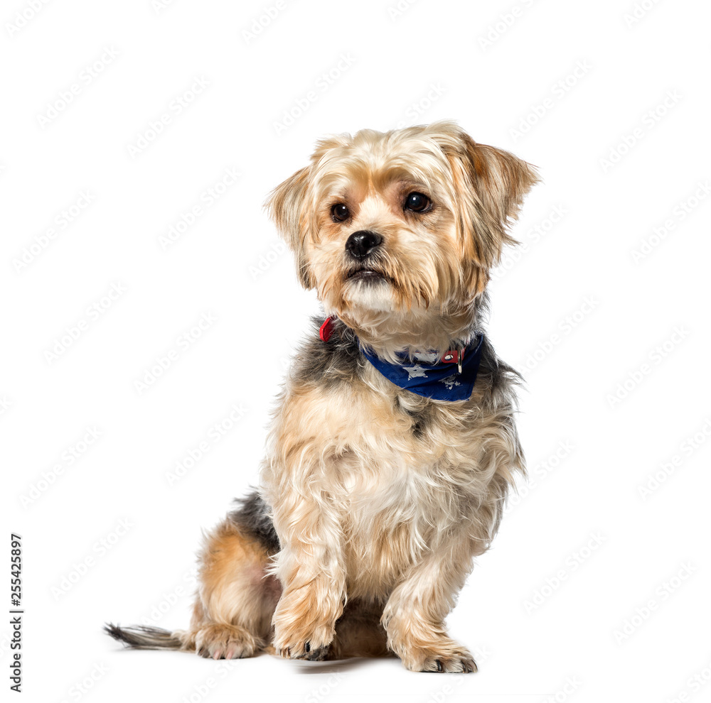Mixed-breed dog between Yorkshire terrier and Shih Tzu sitting i Mixed-breed dog between Yorkshire terrier and Shih Tzu sitting i