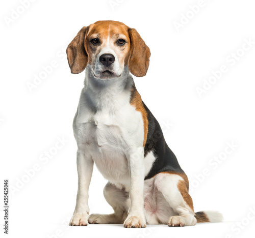 Beagle sitting in front of white background photo