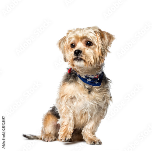 Mixed-breed dog between Yorkshire terrier and Shih Tzu sitting i