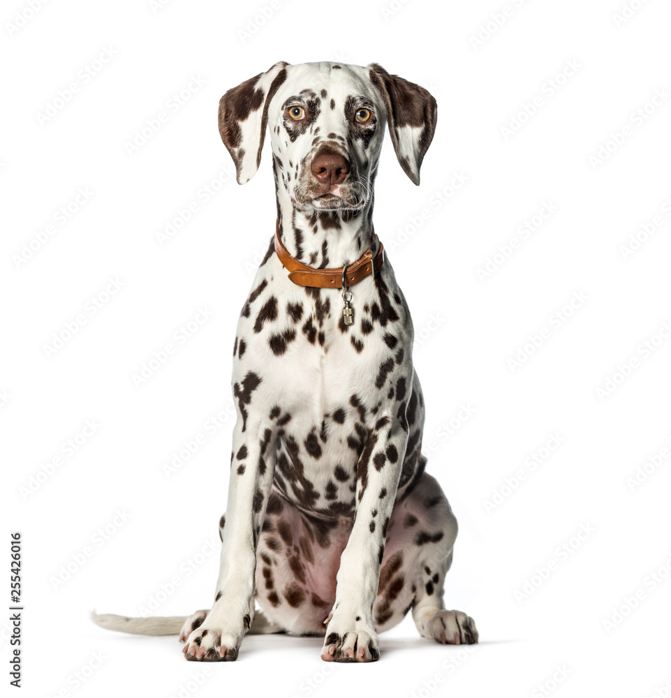 Dalmatian sitting in front of white background