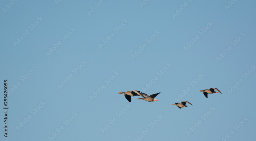 wild goose flying