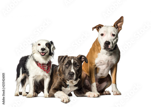 Staffordshire Bull Terrier, Mixed-breed with Border Collie sitti
