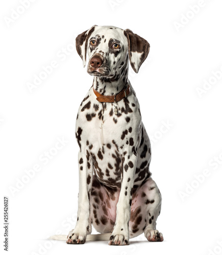 Dalmatian sitting in front of white background