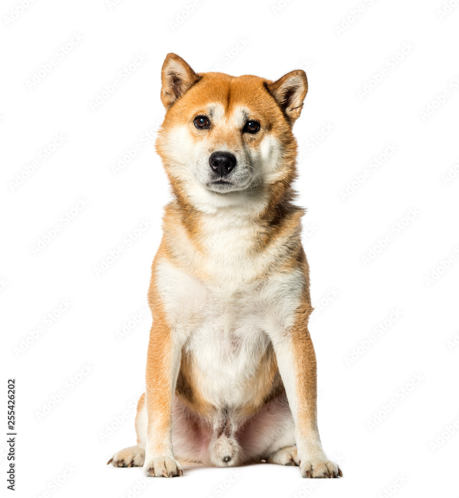 Shiba Inu sitting in front of white background
