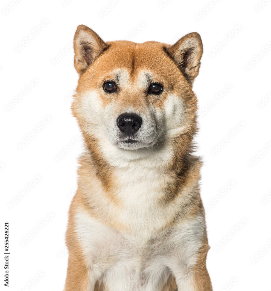 Shiba Inu in front of white background
