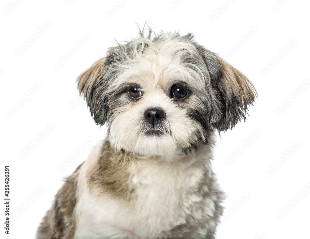 Lhasa Apso in front of white background
