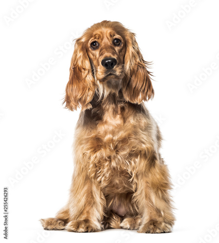 English Cocker sitting in front of white background