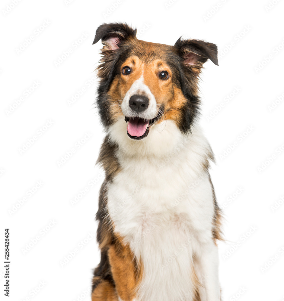 Scotch Collie sitting in front of white background