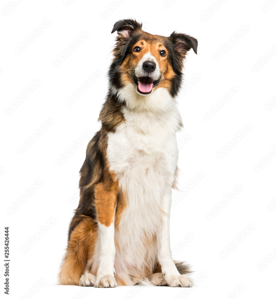 Scotch Collie sitting in front of white background