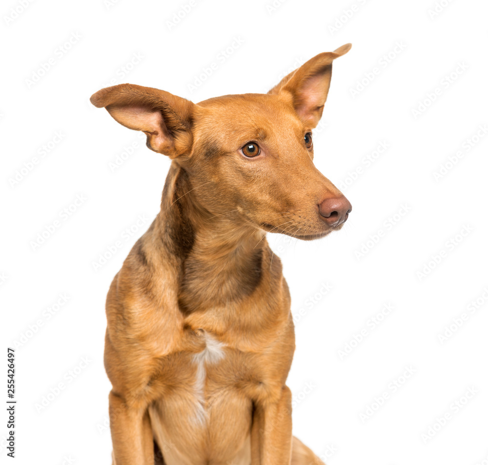 Mixed-breed dog with Pondeco sitting in front of white backgroun