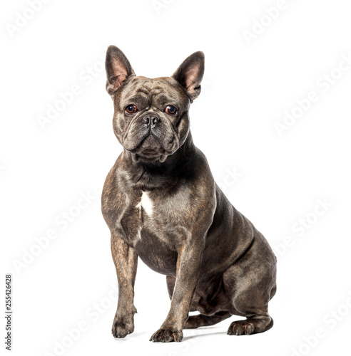 French Bulldog sitting in front of white background © Eric Isselée