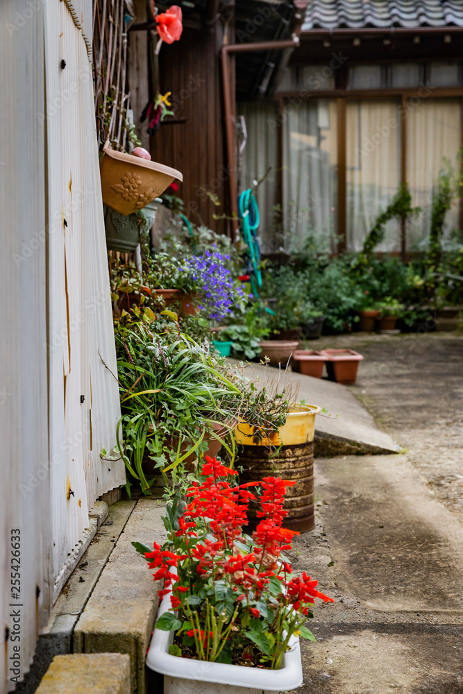 Naklejka premium house with flowers