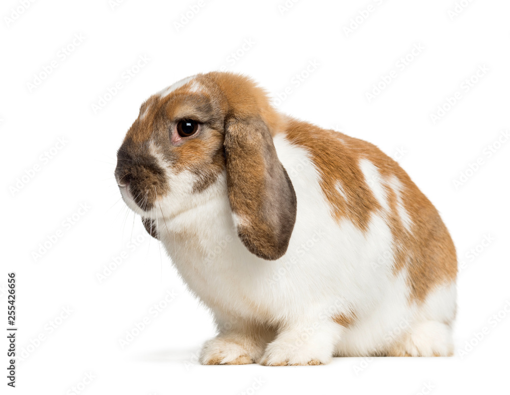 Holland Lop in front of white background Holland Lop in front of white background