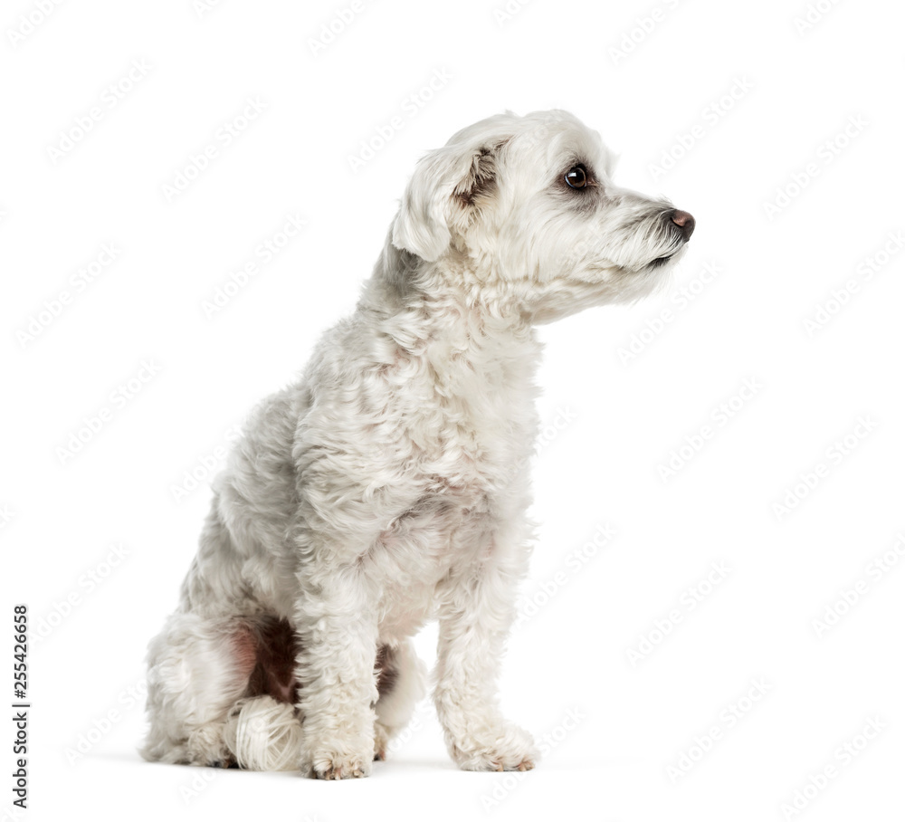 Maltese dog sitting in front of white background Maltese dog sitting in front of white background