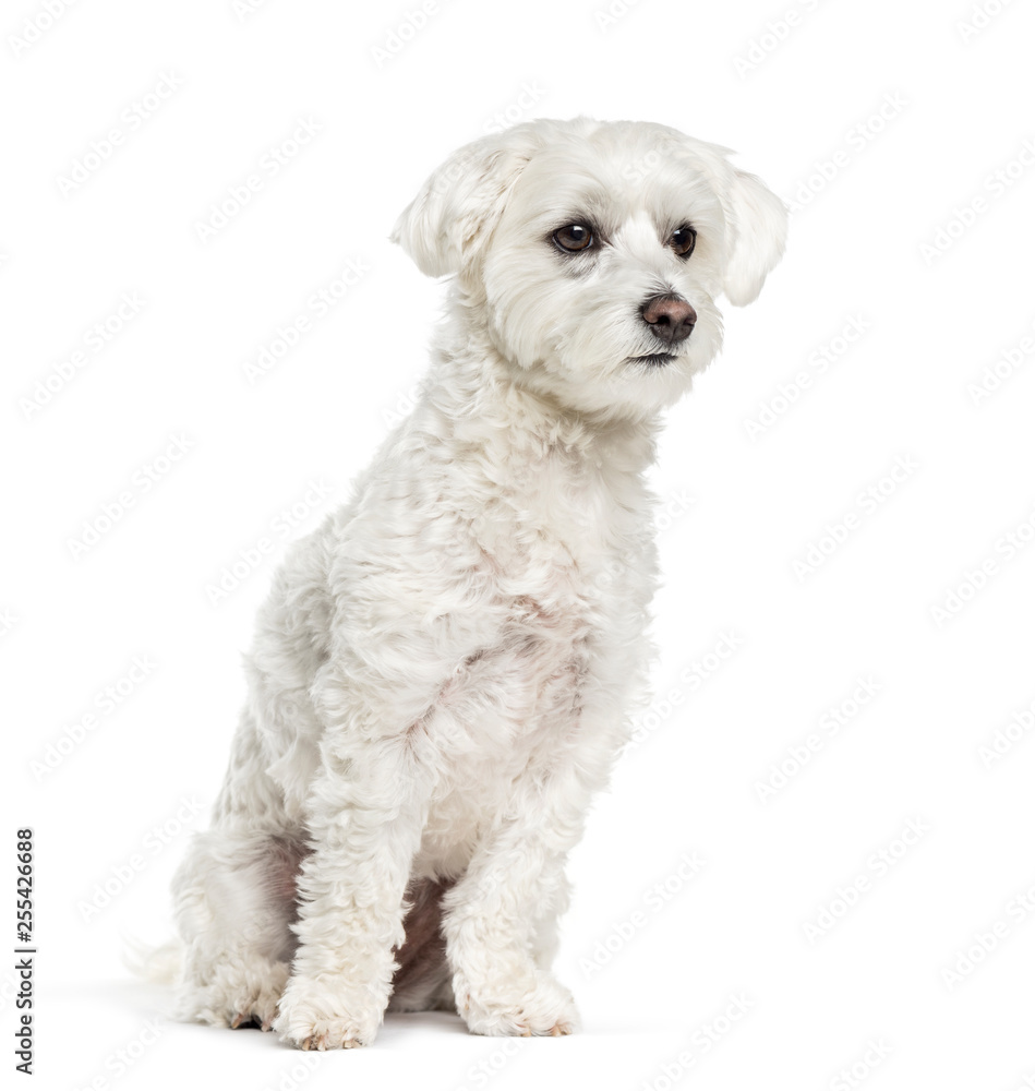Maltese dog sitting in front of white background Maltese dog sitting in front of white background
