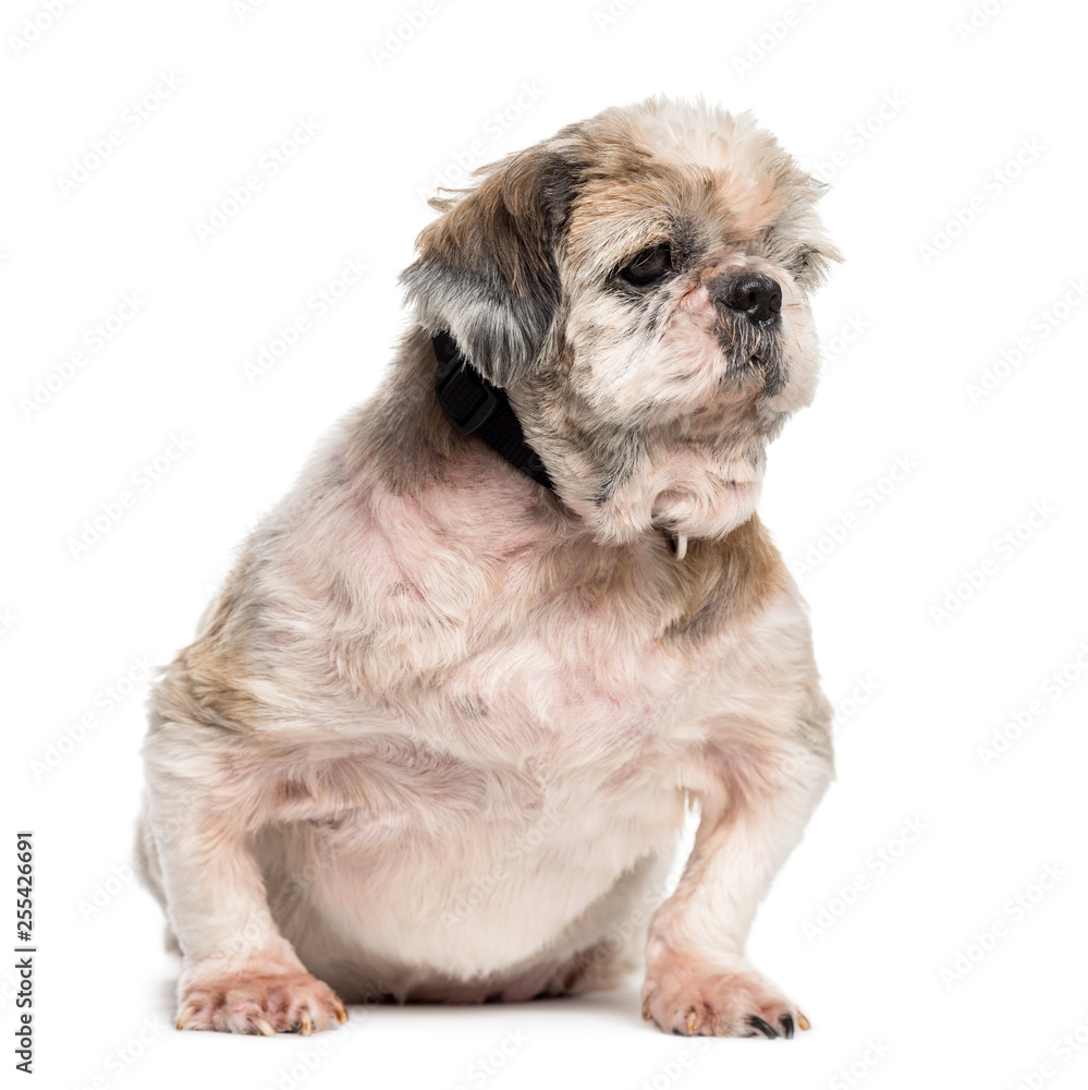 Old, fat, and sick crossbreed dog sitting in front of white back