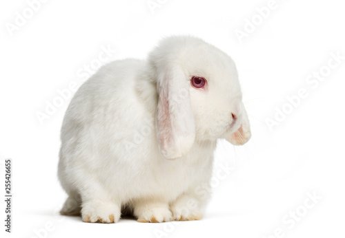 Holland Lop rabbit in front of white background