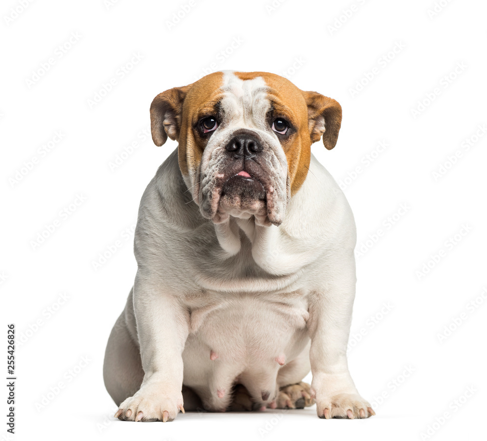 British Bulldog, English Bulldog, 10 months old, sitting in fron British Bulldog, English Bulldog, 10 months old, sitting in fron