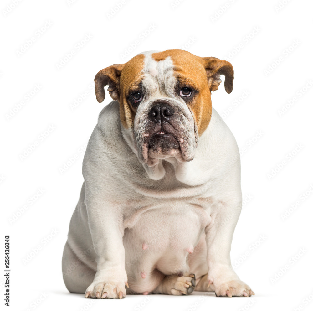 British Bulldog, English Bulldog, 10 months old, sitting in fron British Bulldog, English Bulldog, 10 months old, sitting in fron