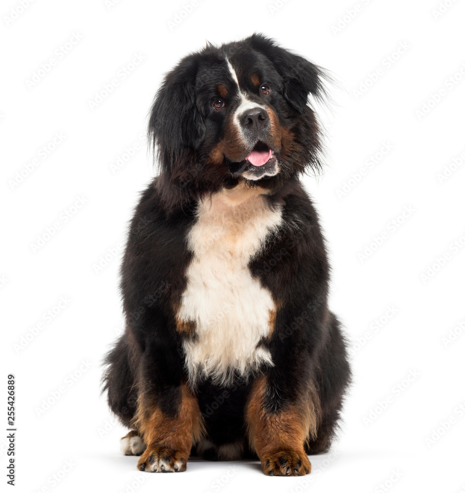 Bernese Mountain dog sitting in front of white background