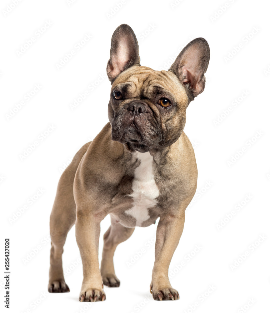 French Bulldog in front of white background
