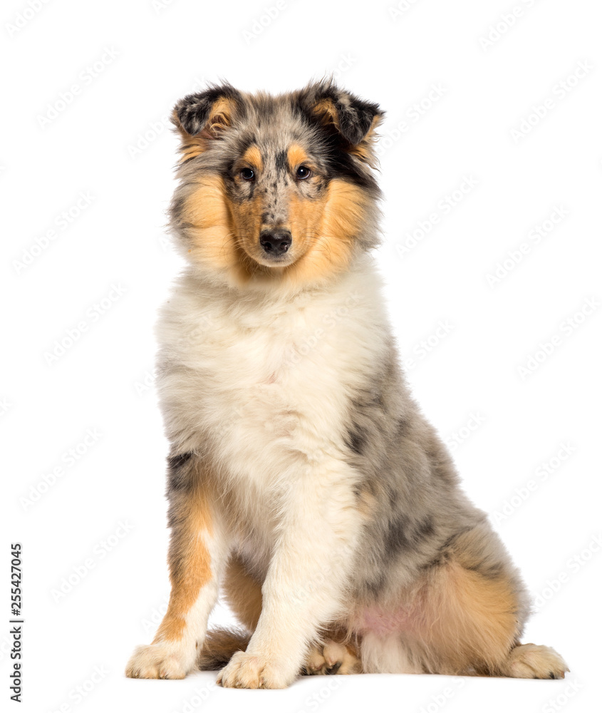 Rough Collie sitting in front of white background