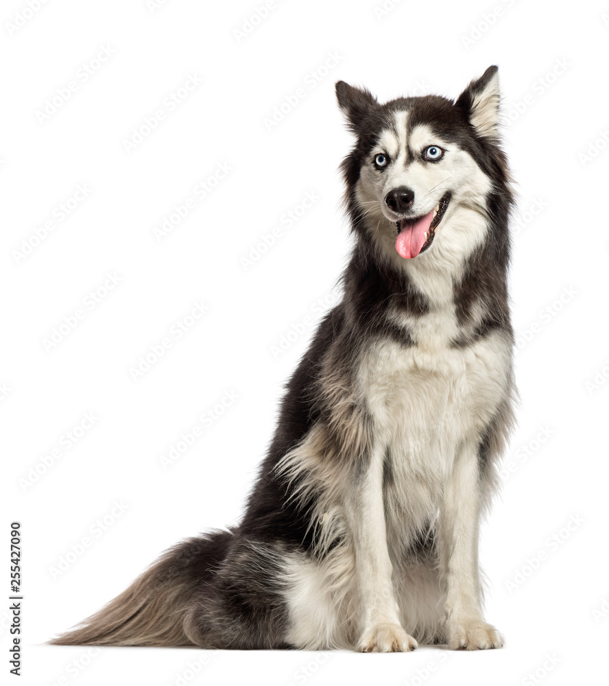 Siberian Husky sitting in front of white background Siberian Husky sitting in front of white background