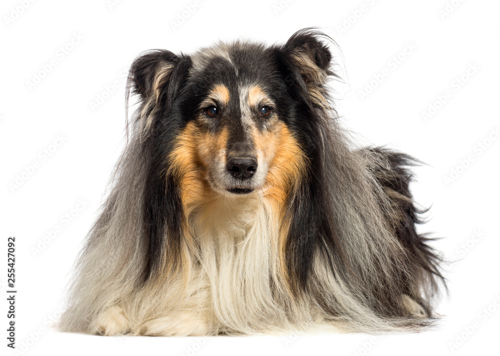 Rough Collie lying in front of white background