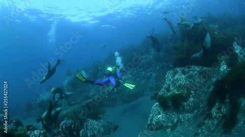 Wallpaper Mural Female Scuba Diver Swimming Among Many Sea Lions Torontodigital.ca
