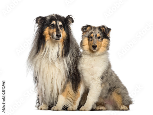 Rough Collie, 11 years old and 4 months old, sitting in front of