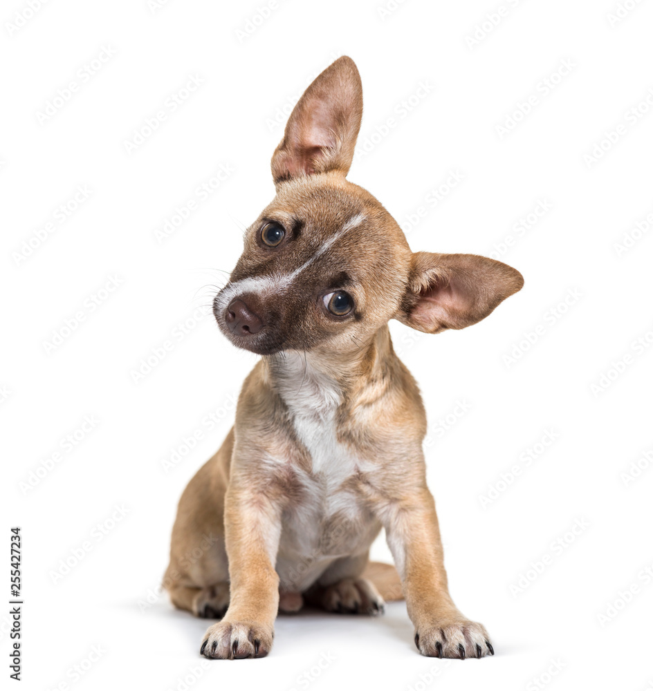 Chihuahua, 4 months old, sitting in front of white background
