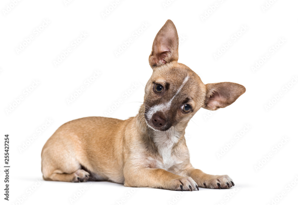 Chihuahua, 4 months old, lying in front of white background
