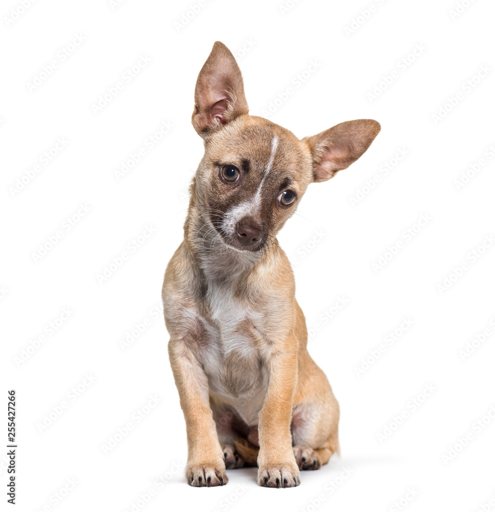 Chihuahua, 4 months old, sitting in front of white background
