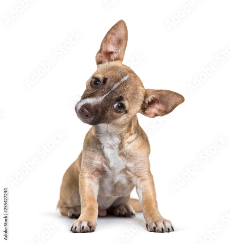 Chihuahua  4 months old  sitting in front of white background