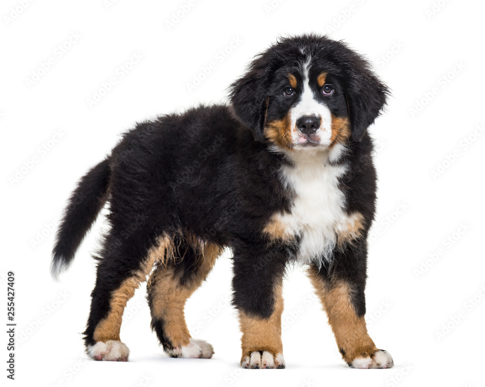 Bernese Mountain Dog, 3 months old, in front of white background