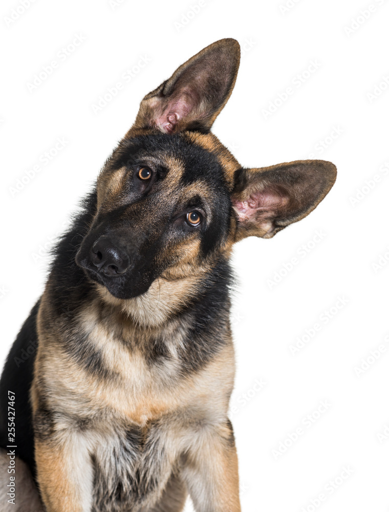 German Shepherd, 7 months old, in front of white background German Shepherd, 7 months old, in front of white background