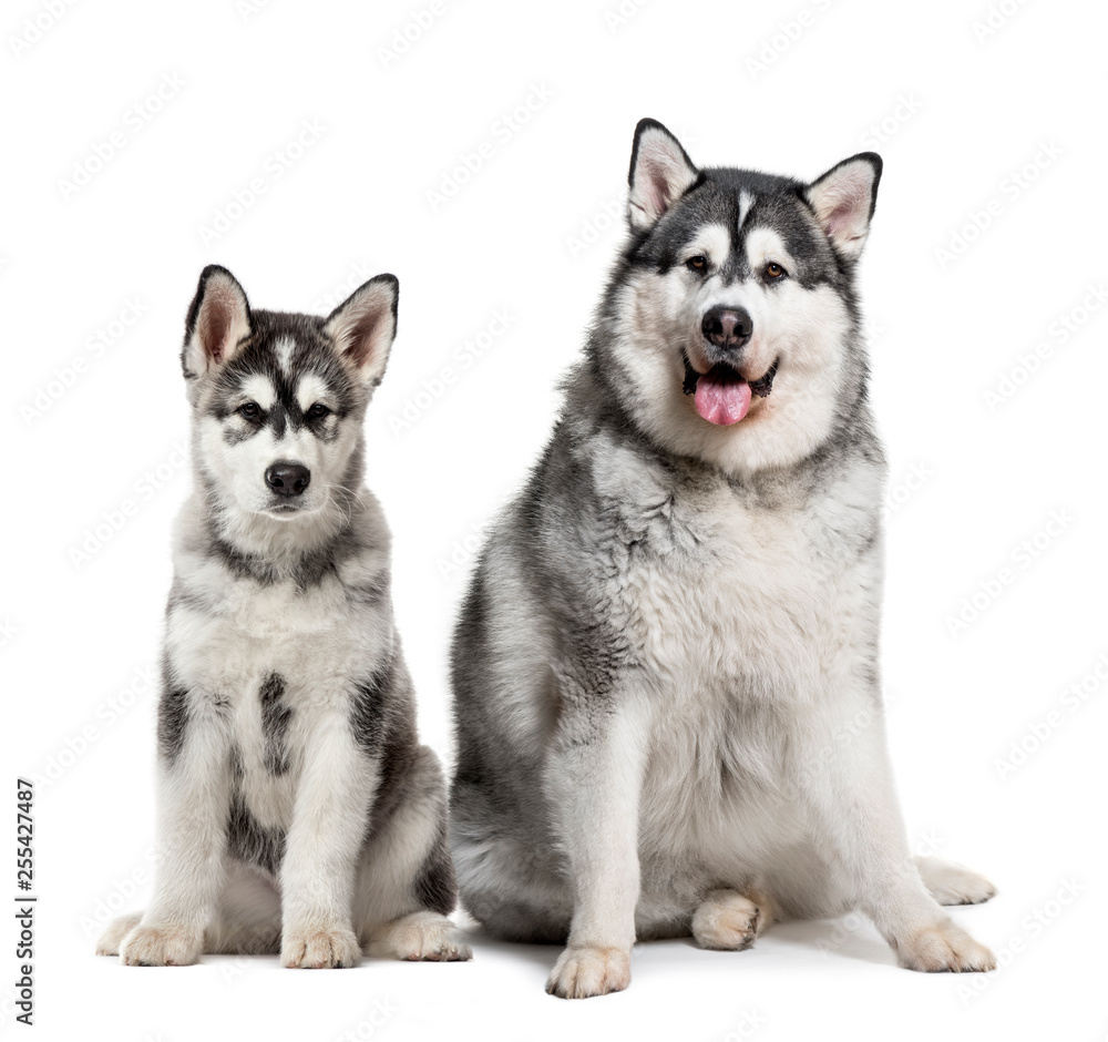 Puppy and fat adult Alaskan Malamute sitting in front of white b