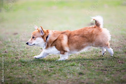 Corgi che corre all'aperto su prato verde