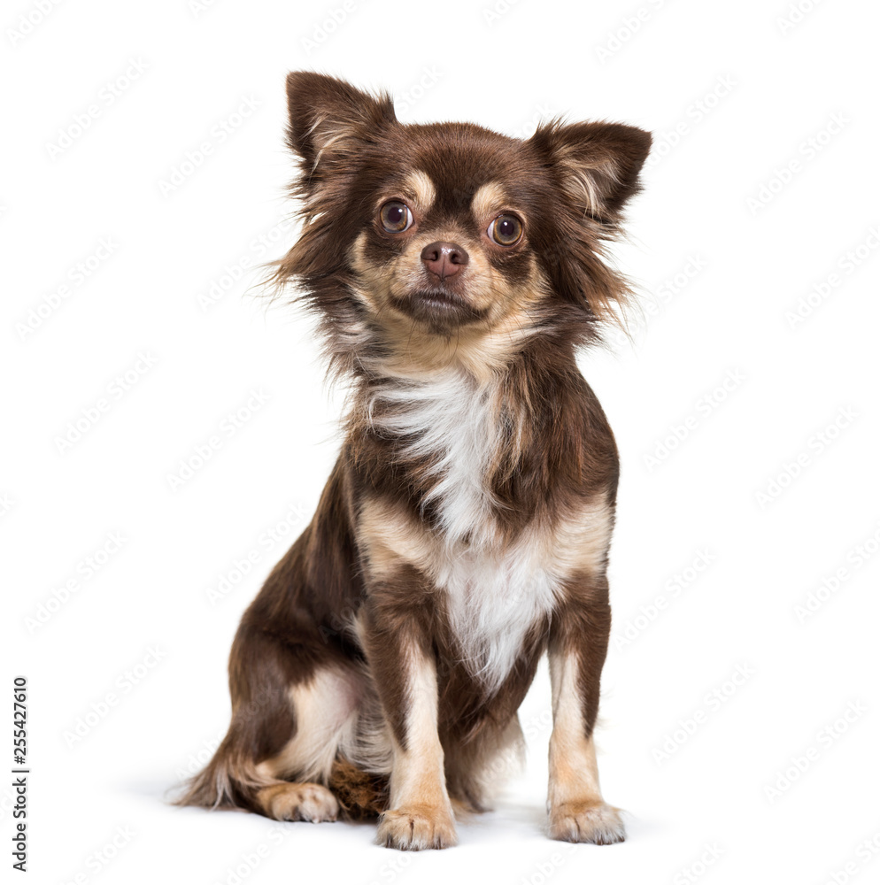 Chihuahua sitting in front of white background Chihuahua sitting in front of white background