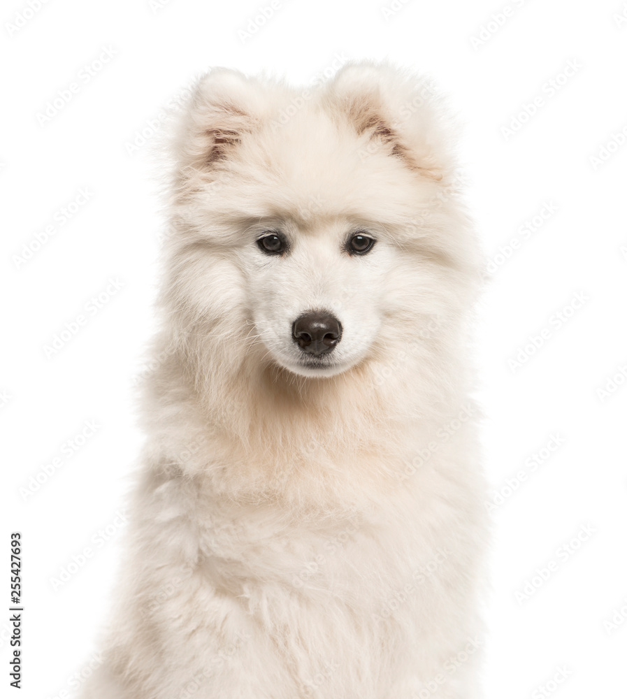 Samoyed dog, 4 months old, in front of white background Samoyed dog, 4 months old, in front of white background