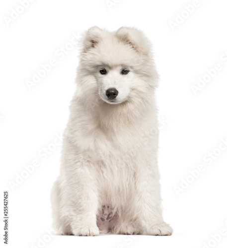 Samoyed dog, 4 months old, sitting in front of white background