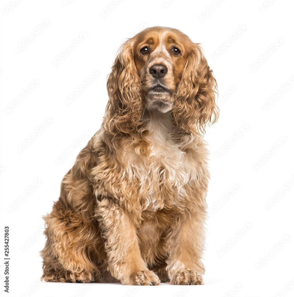 English Cocker Spaniel sitting in front of white background